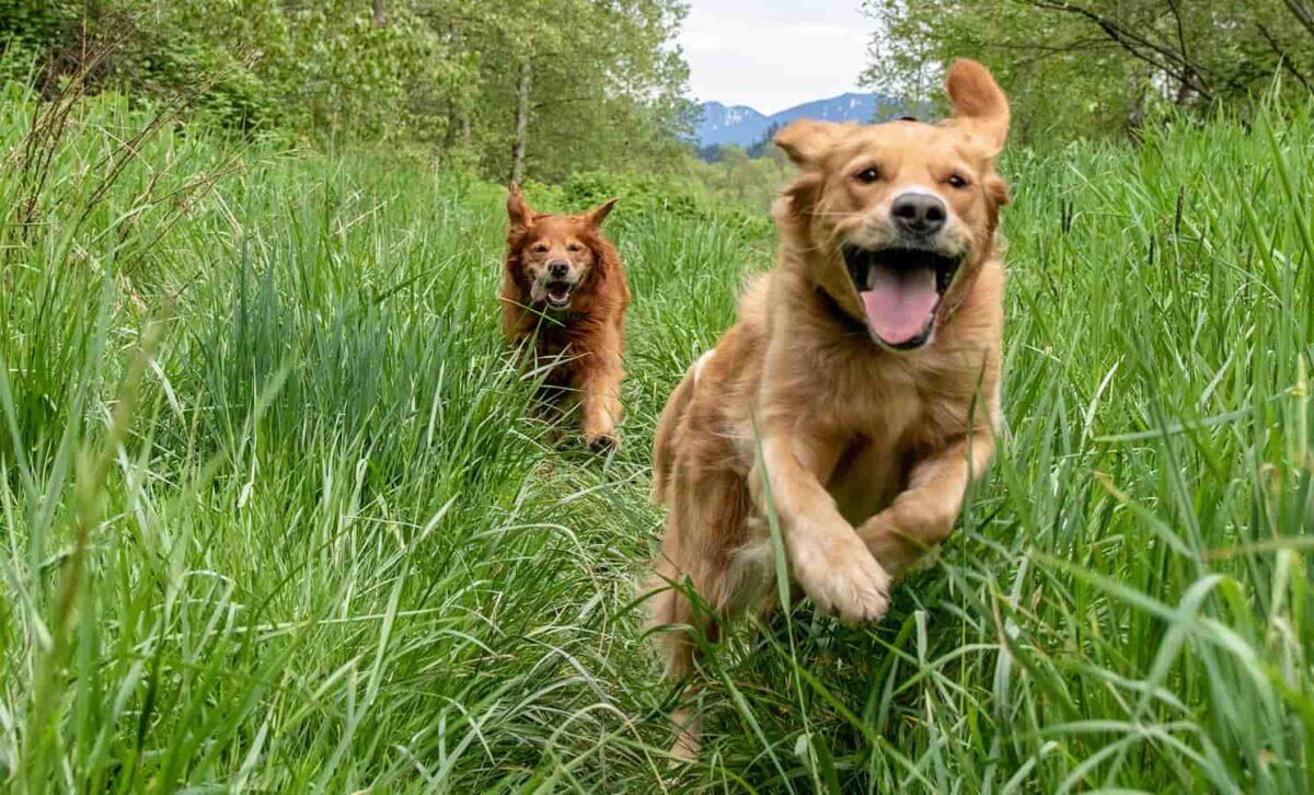 Two dogs run through high grass.